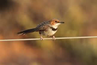 Roodoorprinia - Malcorus pectoralis